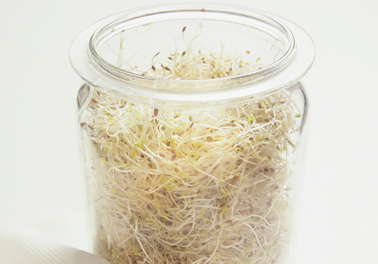 Germina&ccedil;&atilde;o de sementes e gr&atilde;os: aprenda a fazer em casa