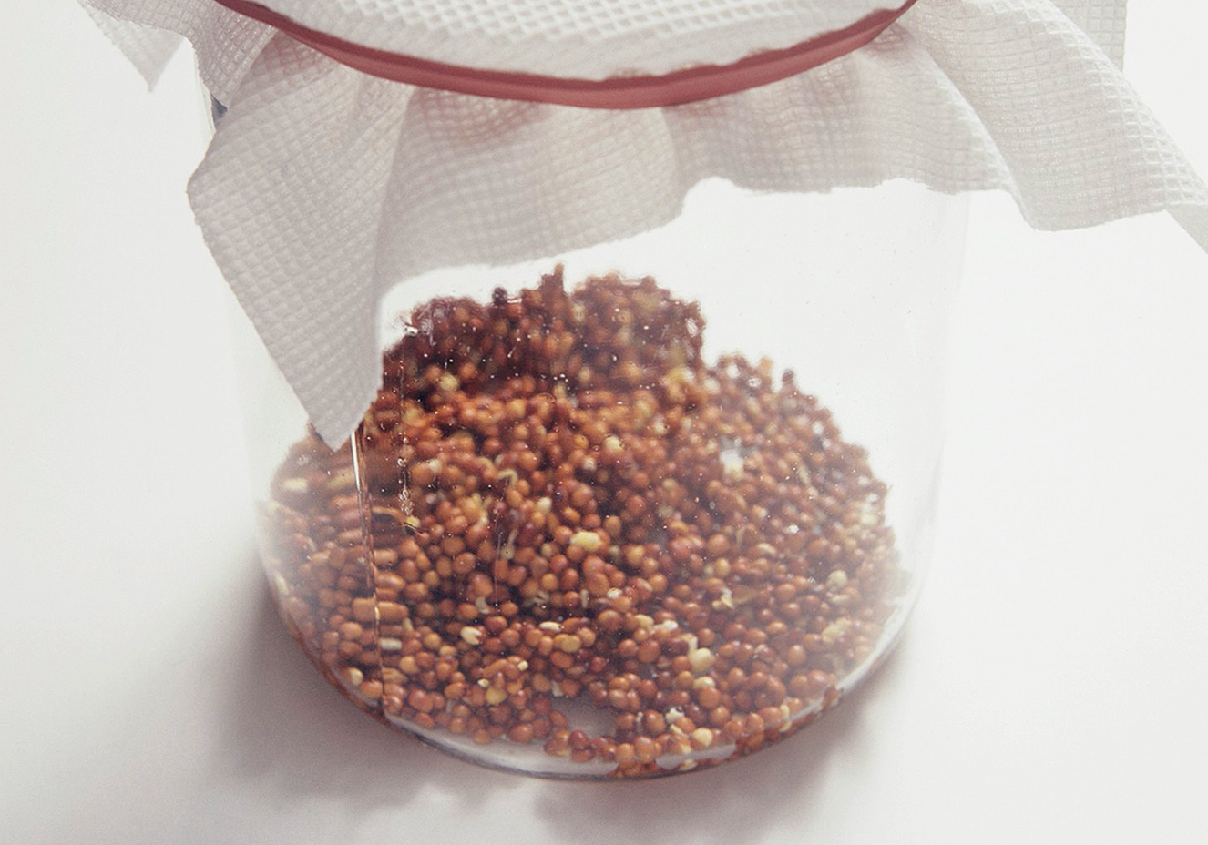 Germina&ccedil;&atilde;o de sementes e gr&atilde;os: aprenda a fazer em casa