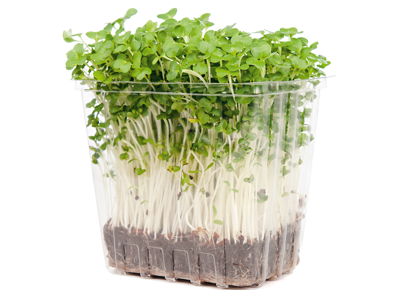 Germina&ccedil;&atilde;o de sementes e gr&atilde;os: aprenda a fazer em casa