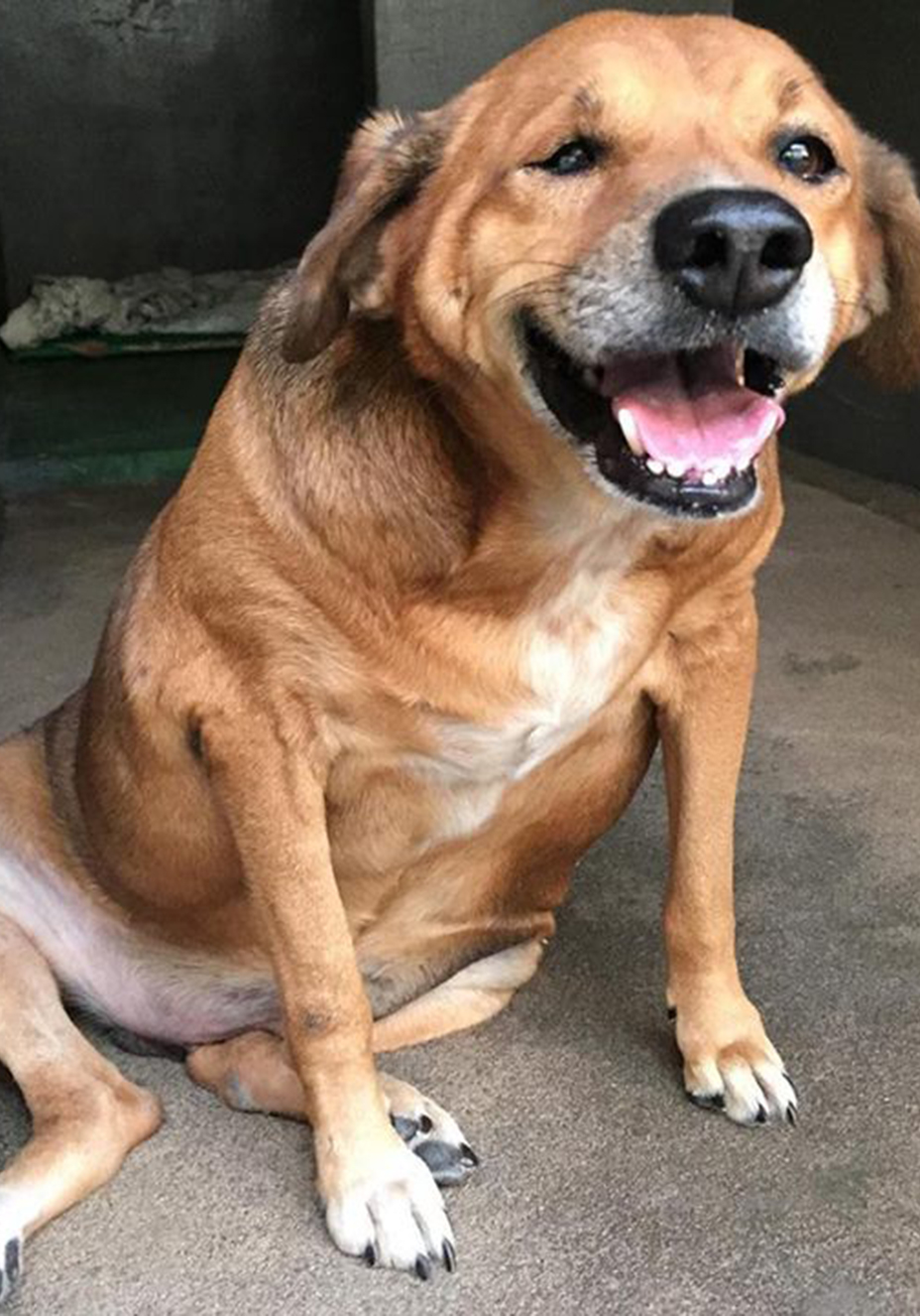 O &ldquo;antes e depois&rdquo; do c&atilde;o Bolinha