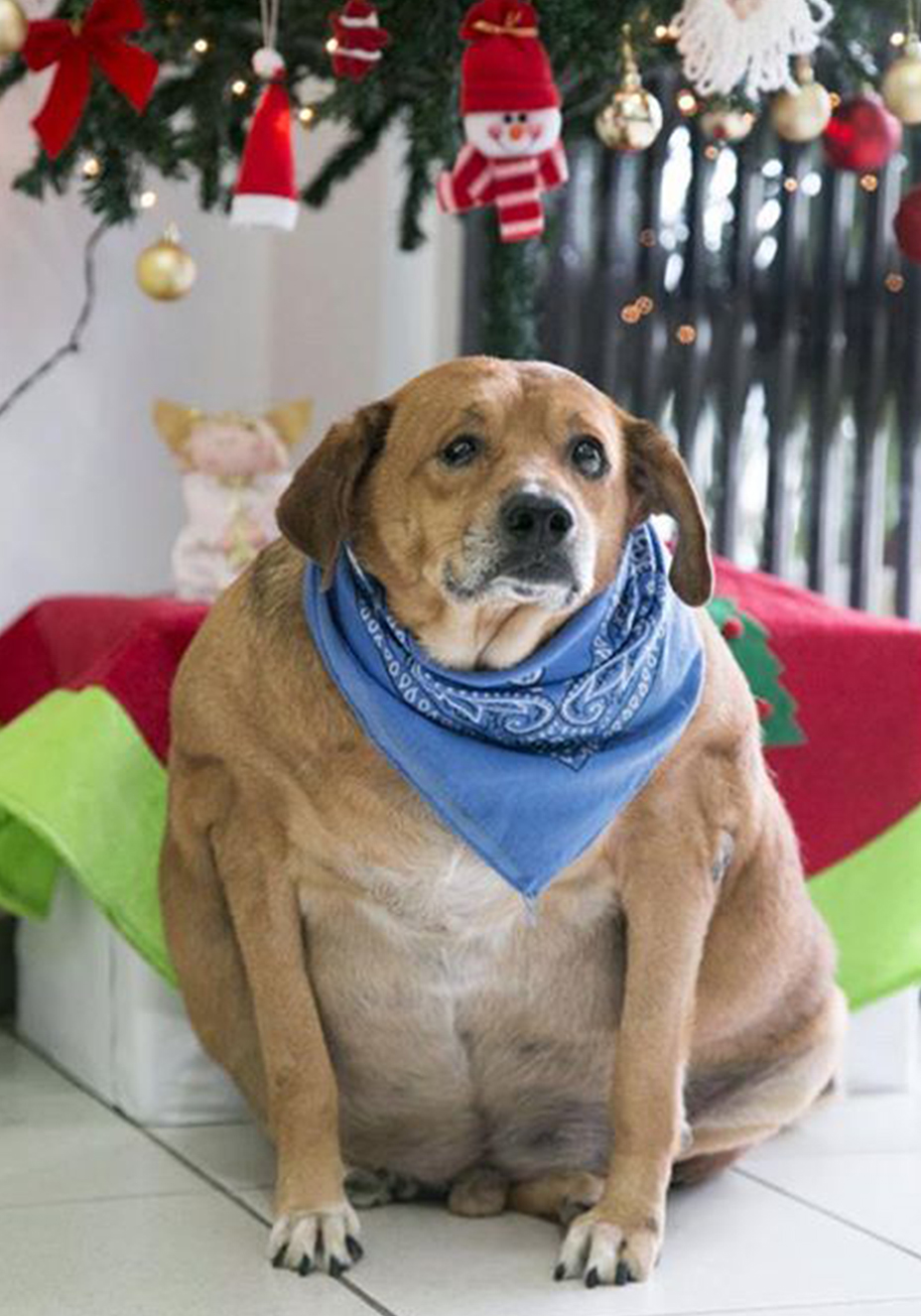 O &ldquo;antes e depois&rdquo; do c&atilde;o Bolinha