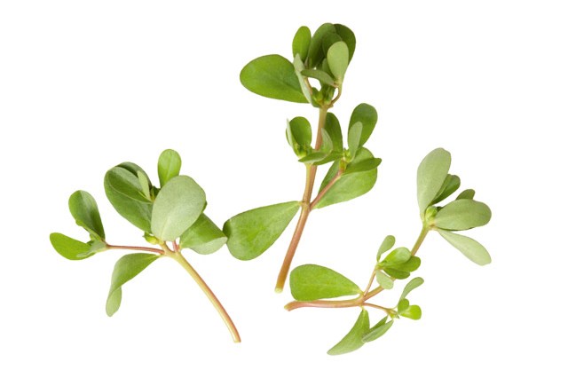 A nova dieta detox baseada em plantas comestíveis – as pancs!