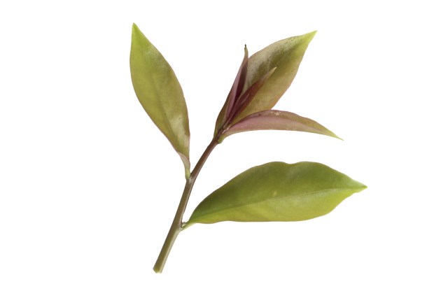 A nova dieta detox baseada em plantas comestíveis – as pancs!