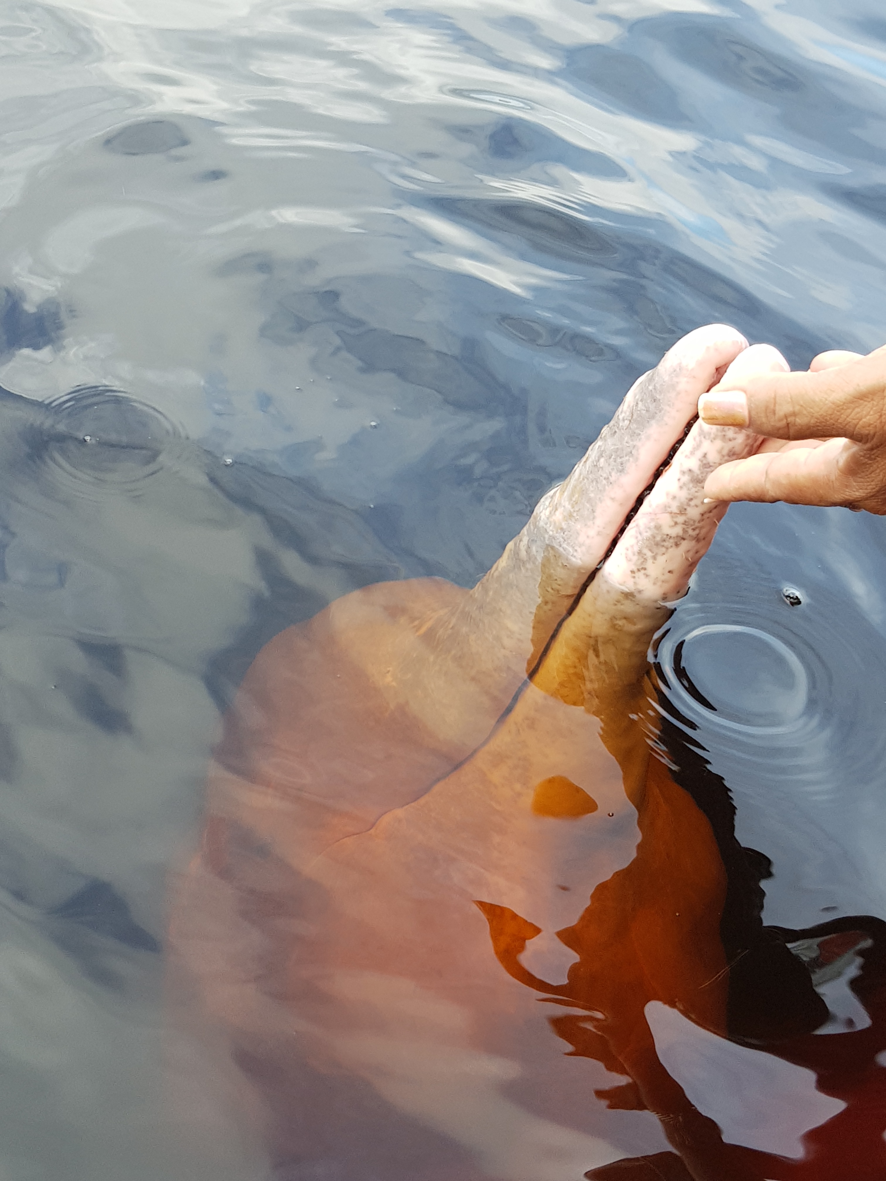 #Escapes: como foi a experi&ecirc;ncia de passar 3 dias no &ldquo;pulm&atilde;o do mundo&rdquo;