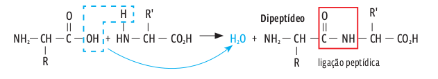 ligacao_peptidica