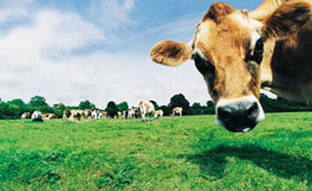 Devo fazer Agronomia ou Zootecnia?