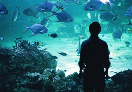 Como posso trabalhar em um aquário?