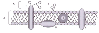 Biologia: Fisiologia Celular