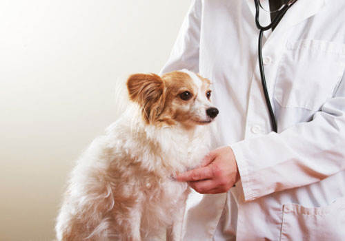 Ser&aacute; que Medicina Veterin&aacute;ria &eacute; o curso ideal para mim?
