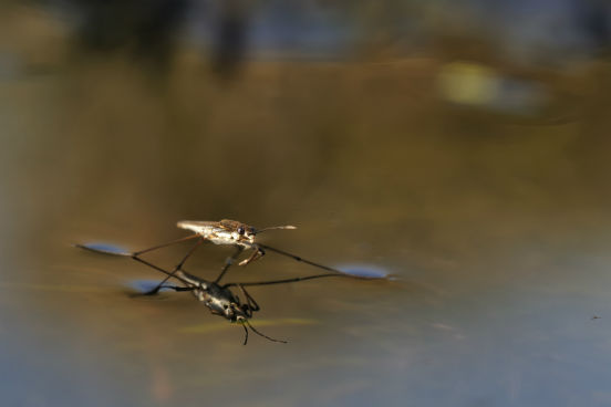 FSP-USP abre inscri&ccedil;&otilde;es para p&oacute;s em Entomologia em Sa&uacute;de P&uacute;blica