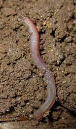 F&eacute;rias: aprenda todos grupos vegetais e animais com atividades cotidianas