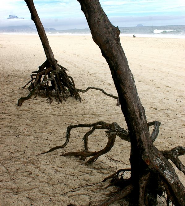 Biologia &ndash; Vegetais