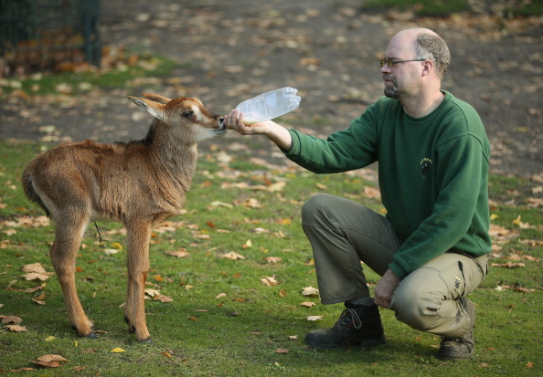 O que devo cursar para trabalhar em zoológicos?