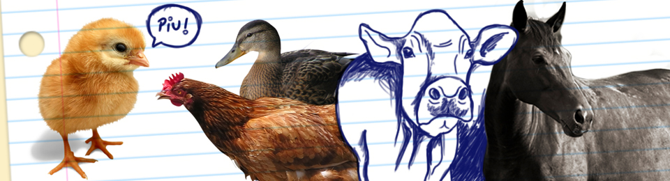 Como &eacute; o curso de Zootecnia?