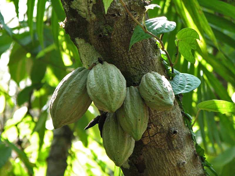 A história do cacau e o trabalho escravo nos mercados de chocolate