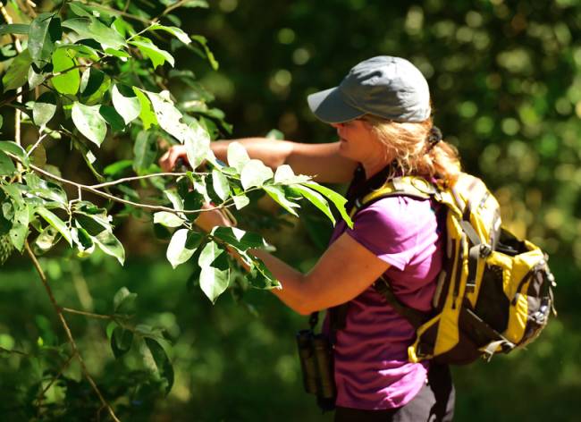 UNILA abre inscrições para mestrado em Biodiversidade Tropical