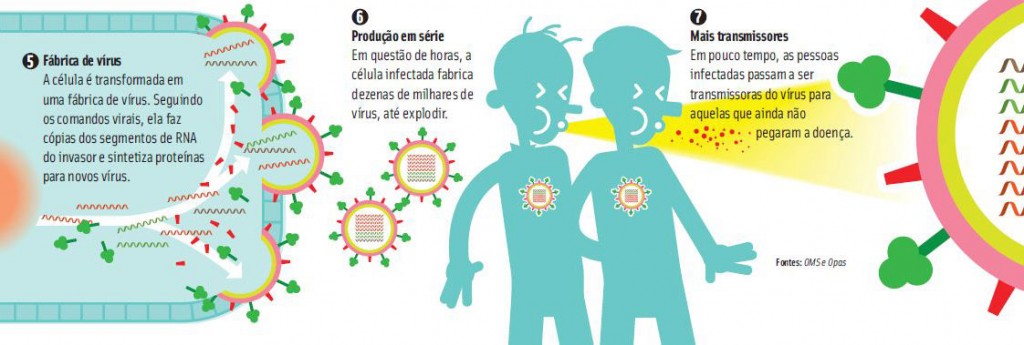 A gripe aviária já matou mais de 25 pessoas; conheça as pandemias que já assolaram o mundo e entenda como os vírus se espalham