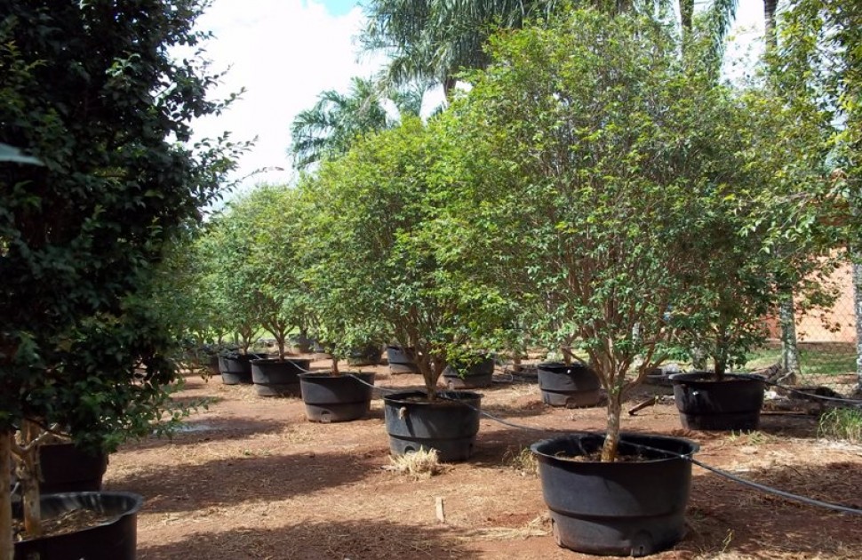Do rural para o décor: O uso de jabuticabeiras na decoração