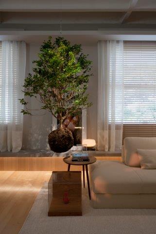 Do rural para o décor: O uso de jabuticabeiras na decoração