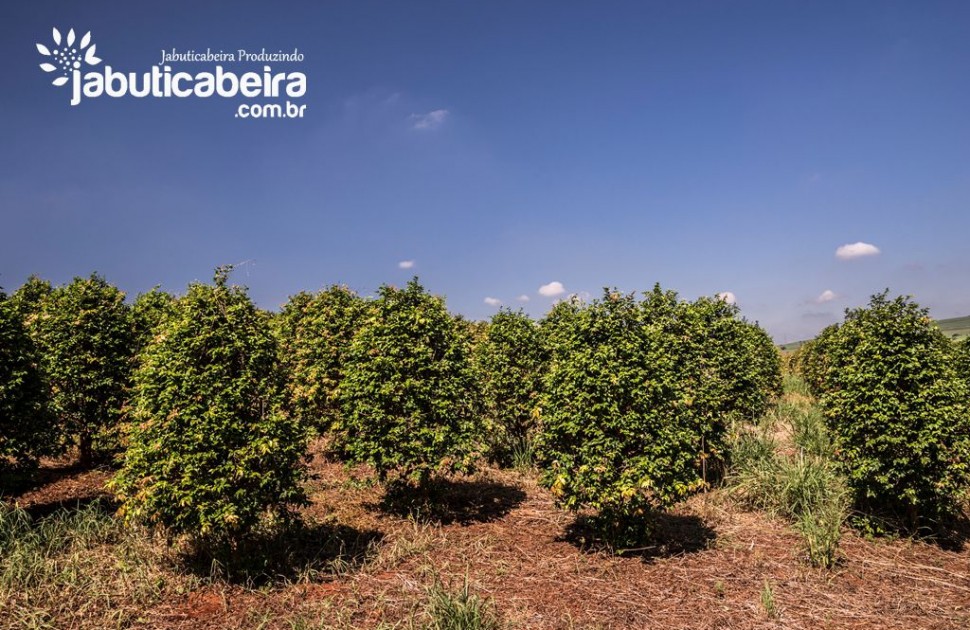 Do rural para o décor: O uso de jabuticabeiras na decoração