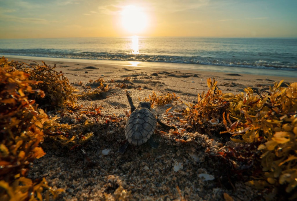 Baby-Turtle-Sargassum-1-1200×811 ONU Meio Ambiente promove a limpeza de mares e rios em setembro