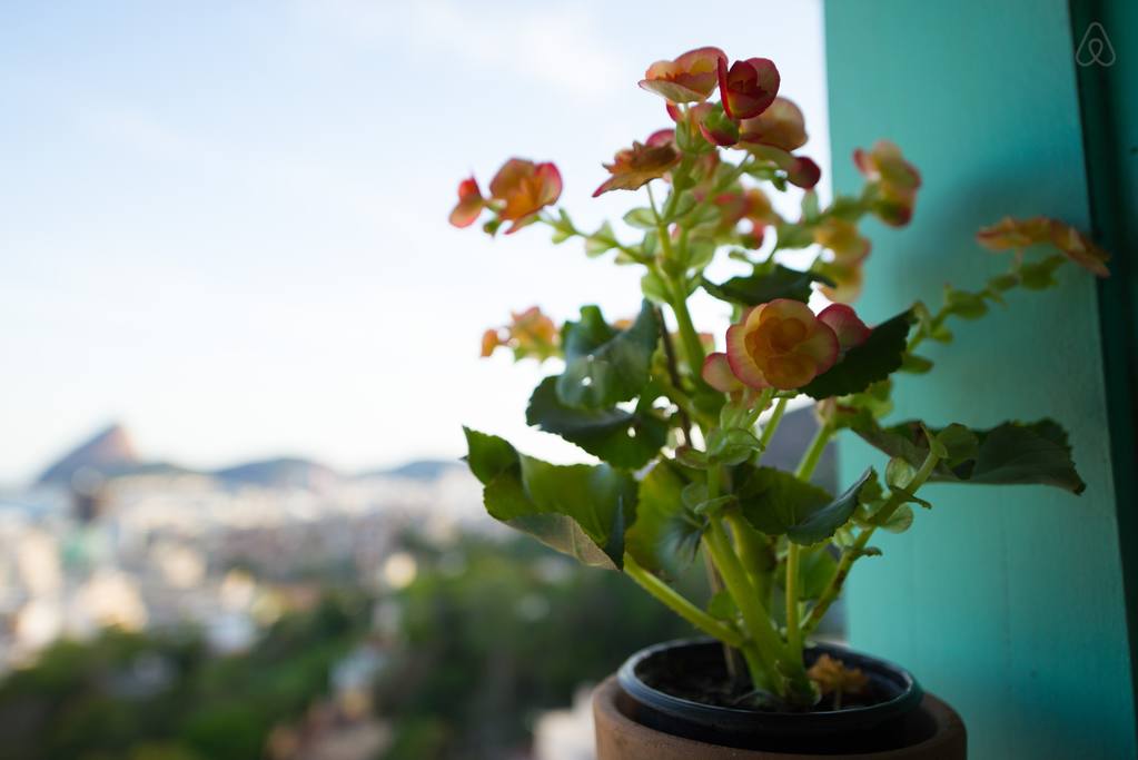 Chalé Tom Jobim com Vista e Terraço Pão de Açucar É primavera! Veja quais são as melhores plantas para cada cômodo da casa