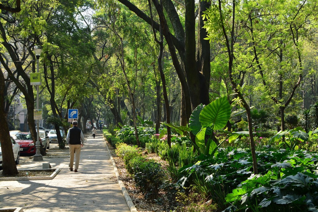 mexico_city_forest 4 cidades do Brasil participam do Cities4Forests preservando a natureza