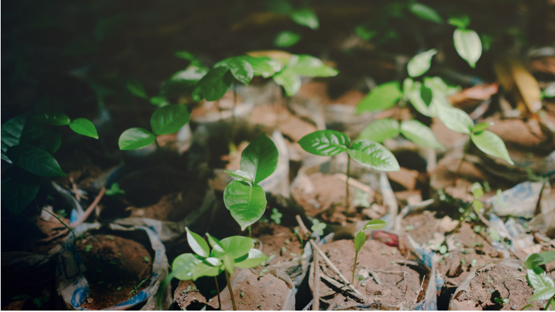 Screen Shot 2018-09-21 at 6.31.19 PM Ecosia: a ferramenta de busca que planta árvores a cada pesquisa