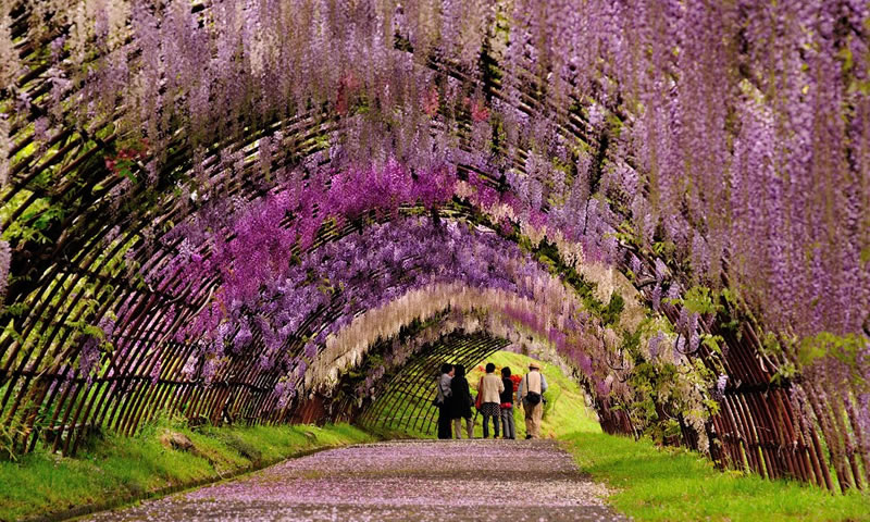 glicínias túnel2 Arquitetura e natureza em sintonia perfeita em jardim no Japão