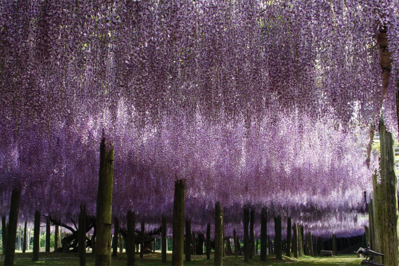 kawachi-fuji-garden-kitakyushu-japan-wisteria-6 Arquitetura e natureza em sintonia perfeita em jardim no Japão