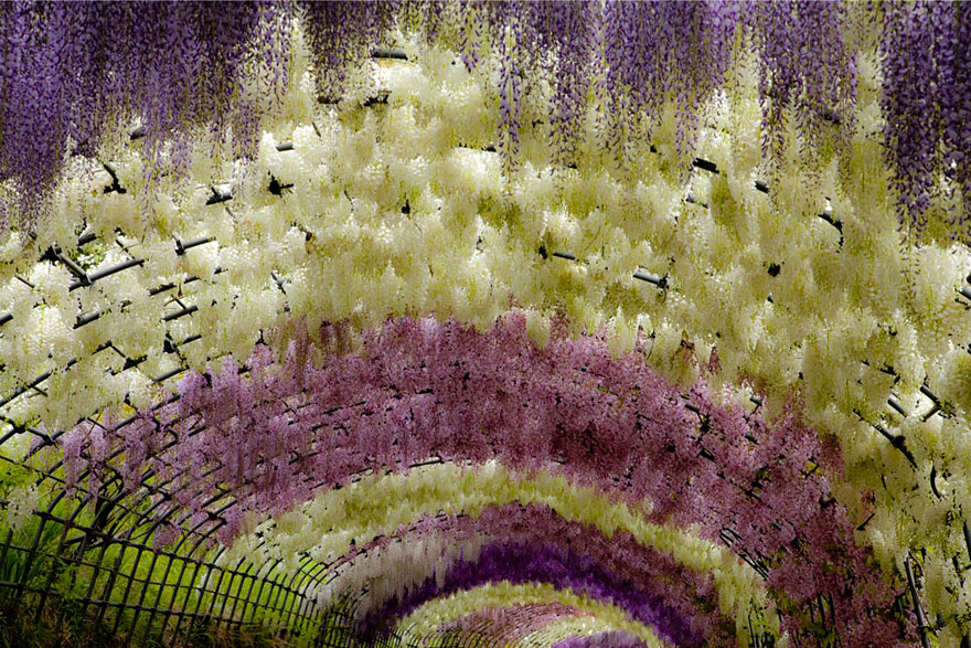 wisteria-flower-tunnel-kawachi-fuji-garden-japan-3 Arquitetura e natureza em sintonia perfeita em jardim no Japão