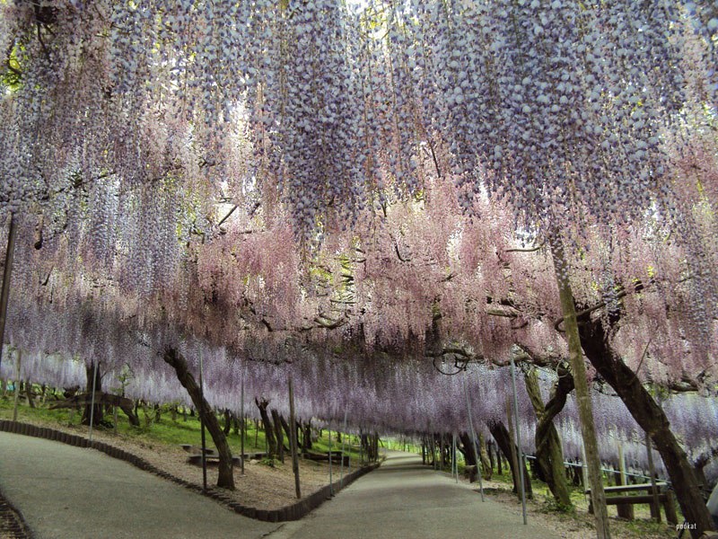 wisteria-tunnel-japan-2 Arquitetura e natureza em sintonia perfeita em jardim no Japão